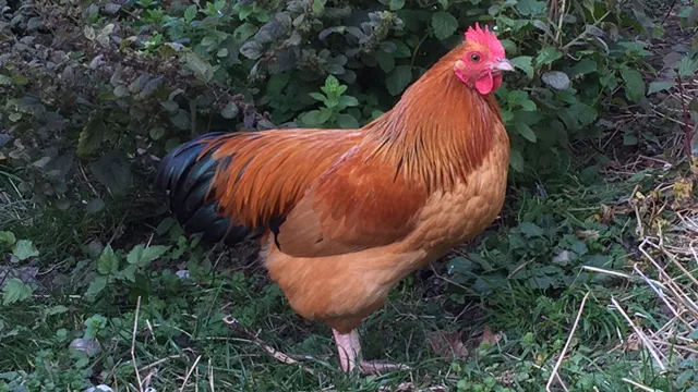 Wohin mit den Hähnen?