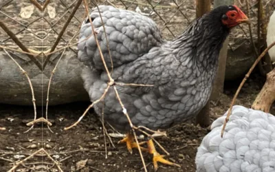 der Fuss ist geheilt