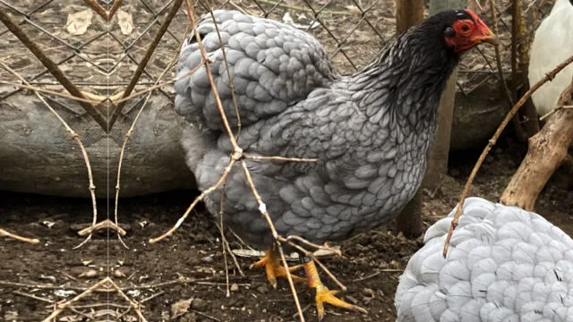 der Fuss ist geheilt