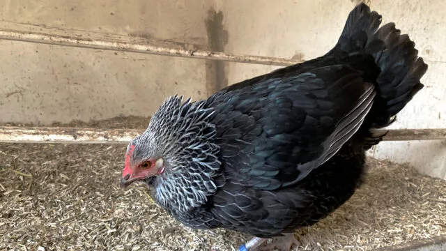 wehrhafte Silberhals