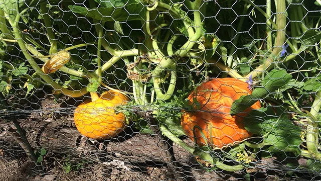 Garten, hühnergerecht