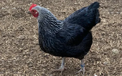 Silberhalsige Zwergsussex