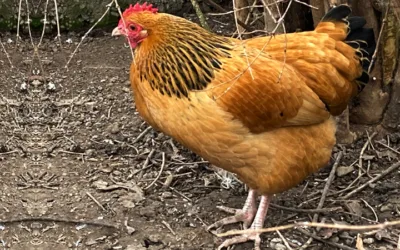 gelb-schwarz Columbia