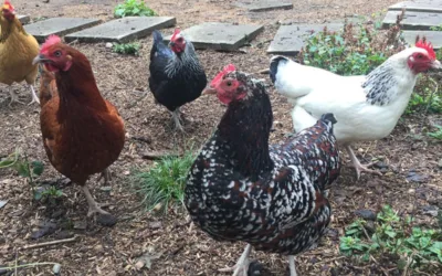 Bestand Frühling 2017