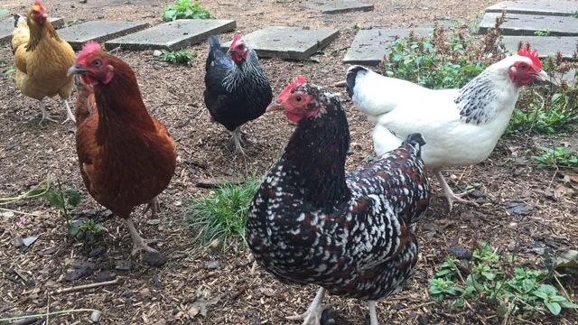 Bestand Frühling 2017