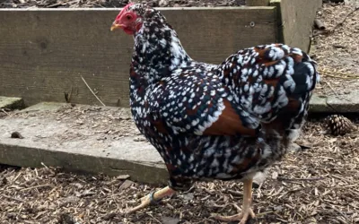 Braun Porzellan mit Schnee