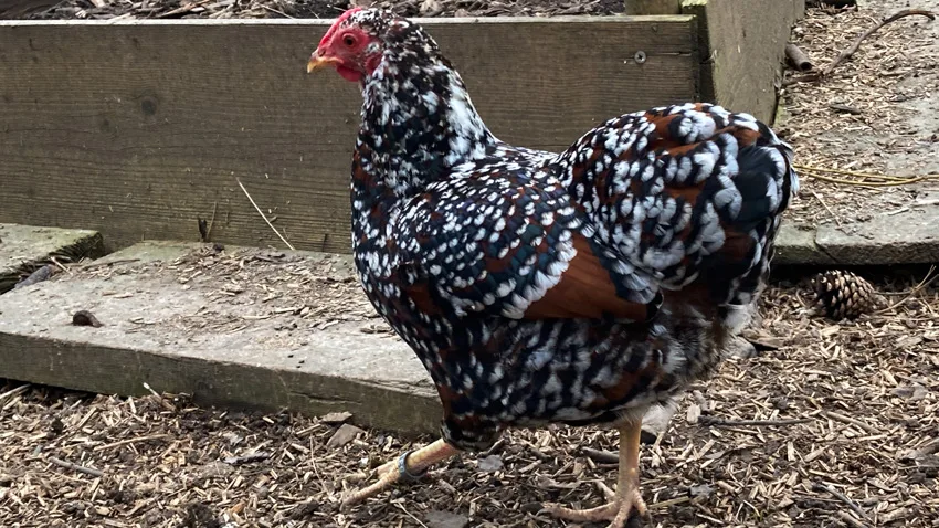 Braun Porzellan mit Schnee