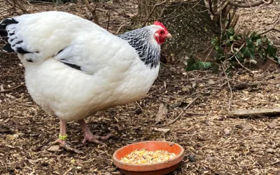 weiss-schwarz Columbia