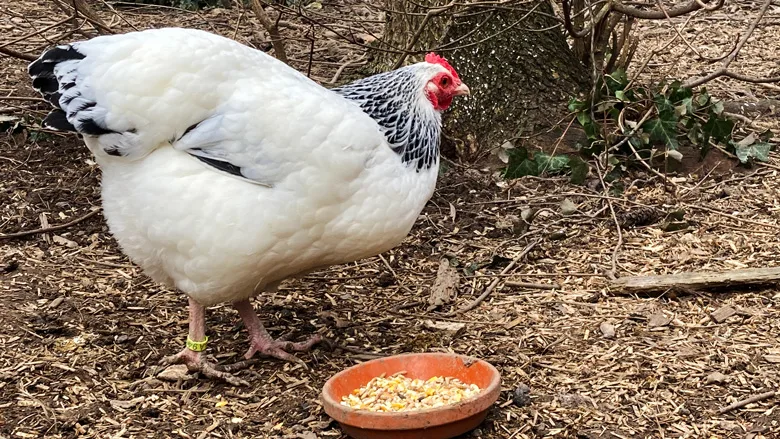 weiss-schwarz Columbia