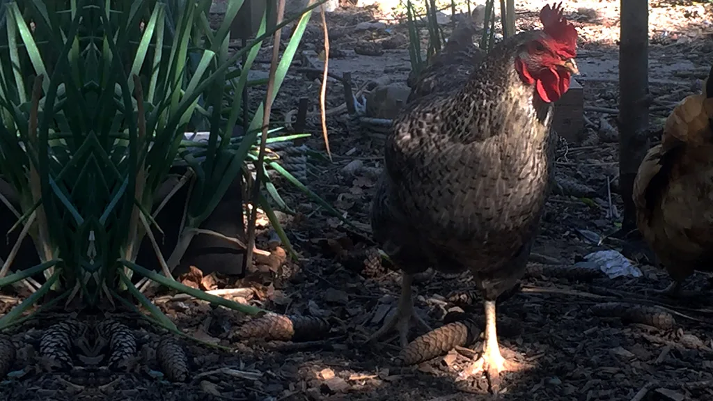 Erwachsene Schönheit