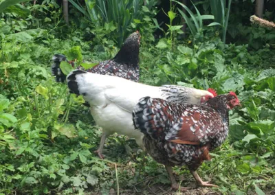 Fibi, die Weisse, die Rötliche