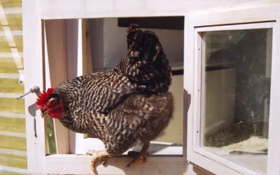 Woher das Geld kommt …