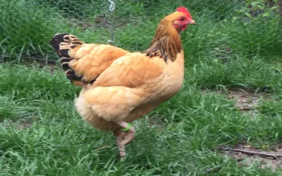 die zweite Gelbe …