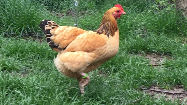 die zweite Gelbe …