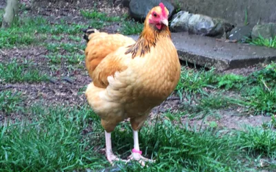 die dritte Gelbe …