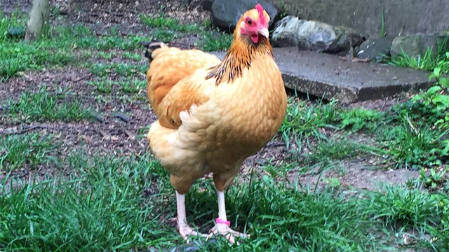 die dritte Gelbe …