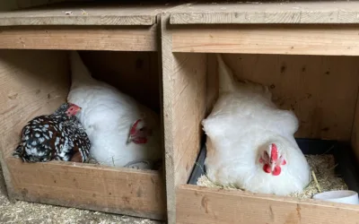 Gedränge in den Nestern