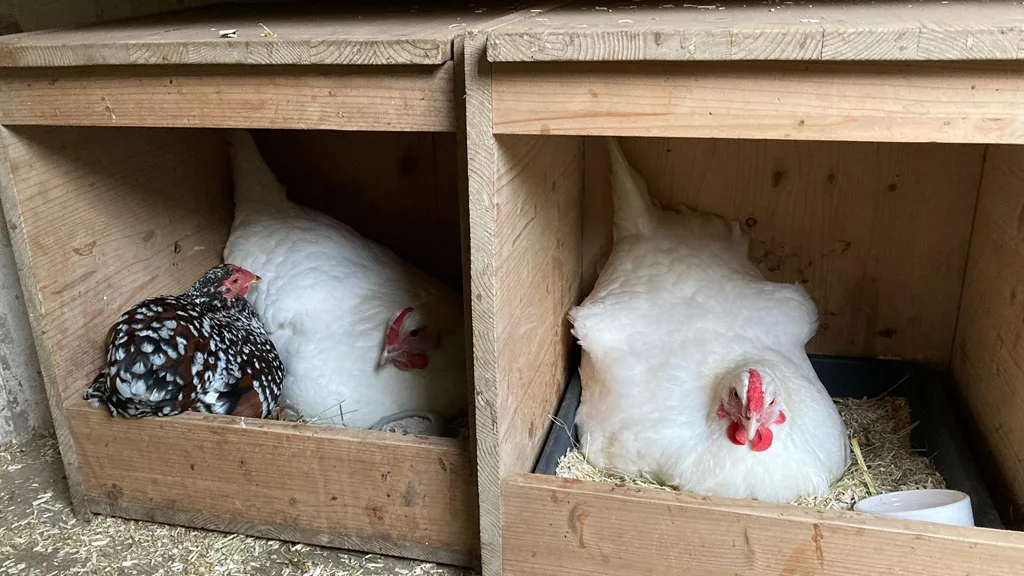 Gedränge in den Nestern