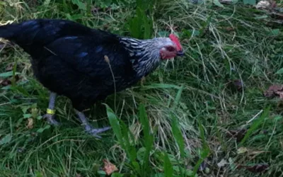 Die vierte neue Henne