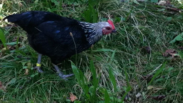 Die vierte neue Henne