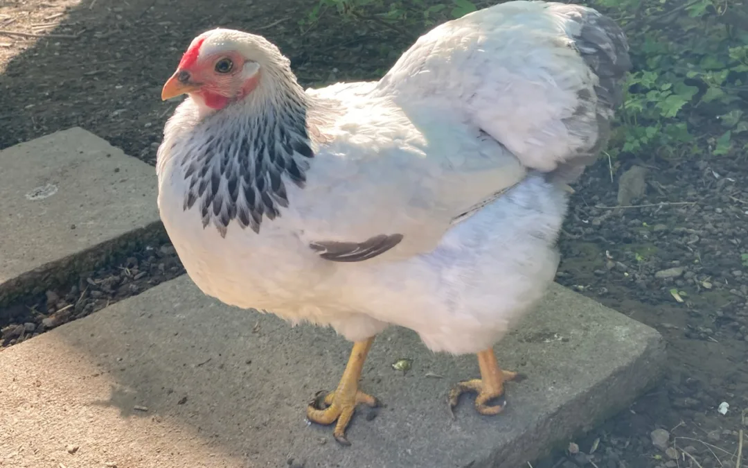 Zwergwyandottenkücken eingezogen