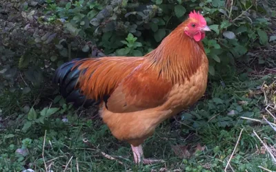 Wohin mit den Hähnen?