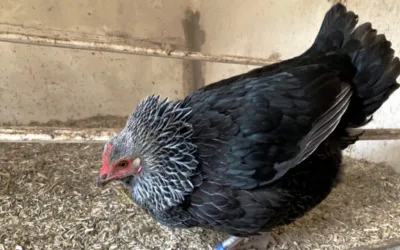 wehrhafte Silberhals