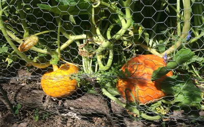 Garten, hühnergerecht