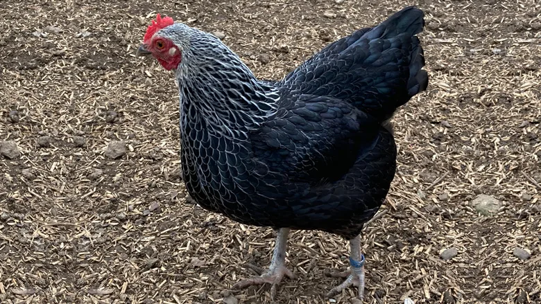 Silberhalsige Zwergsussex