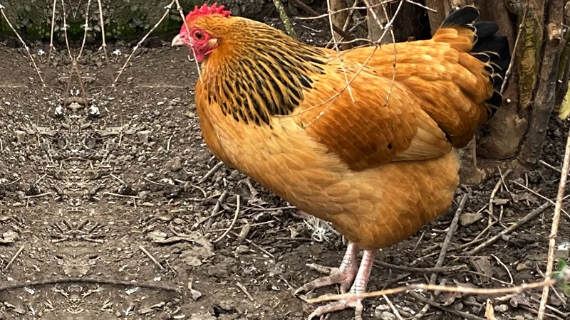 gelb-schwarz Columbia