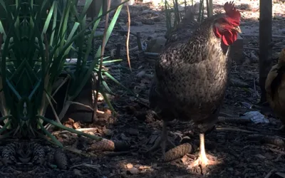 Erwachsene Schönheit